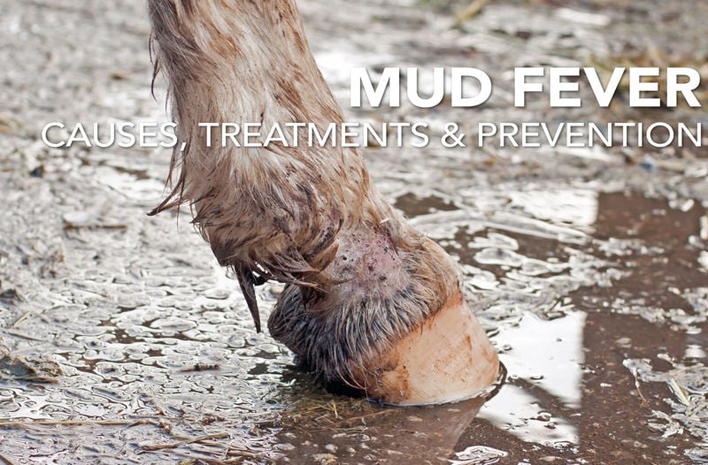 Mud Fever in Horses: Causes, Treatments, and Prevention Tips | Equine Science Matters™